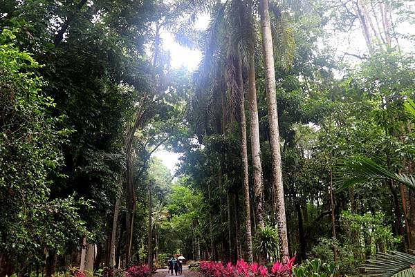 台大熱帶植物園-4.JPG