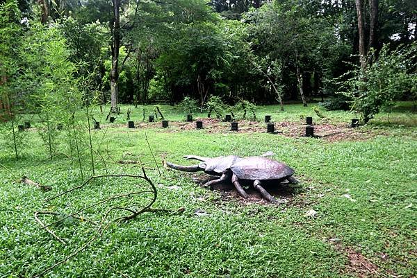 台大熱帶植物園-33.JPG