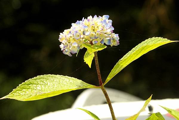 繡球花之美-8.JPG