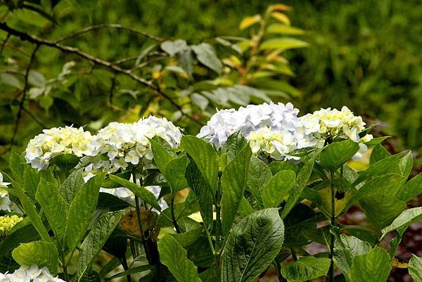 繡球花之美-27-1.JPG