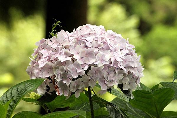 繡球花之美-30.JPG