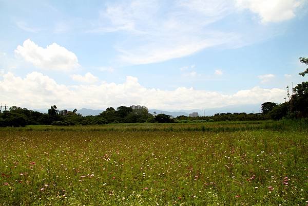 大溪拈花惹草.JPG