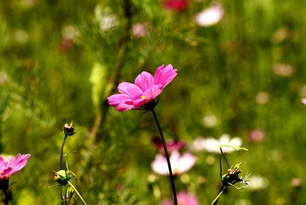 大溪拈花惹草-6.JPG