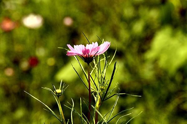 大溪拈花惹草-16.JPG