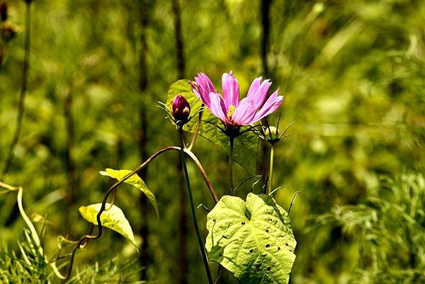 大溪拈花惹草-19.JPG