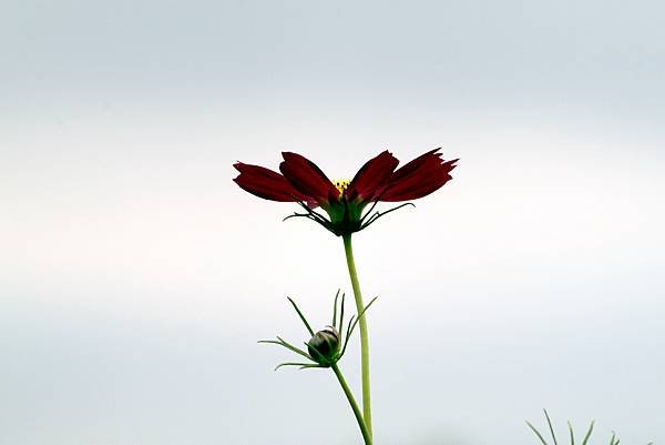 大溪拈花惹草-26.JPG