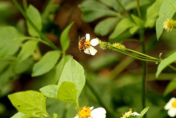 大溪拈花惹草-36.JPG