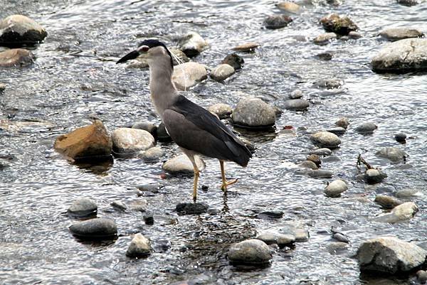 河邊鳥事-18.JPG