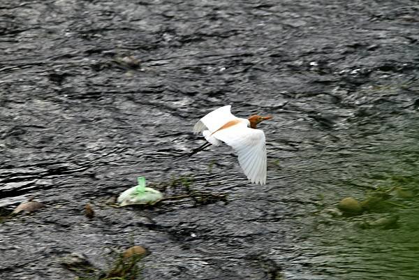 河邊鳥事-39.JPG