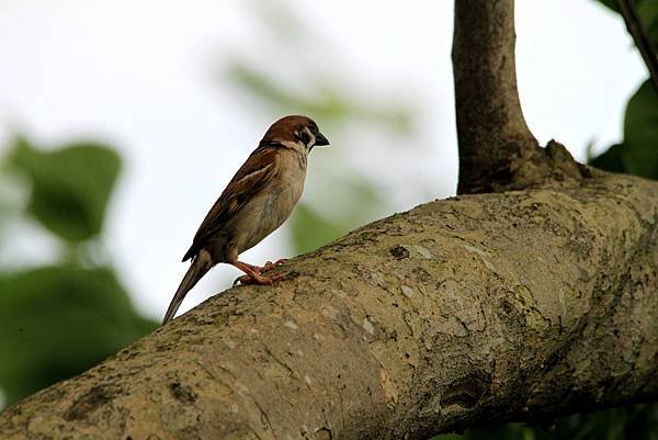 河邊鳥事-42.JPG