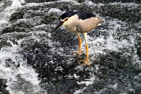 河邊鳥事-55.JPG