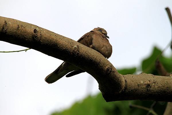 河邊鳥事-65.JPG