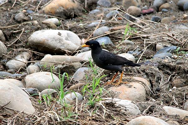 河邊鳥事.JPG