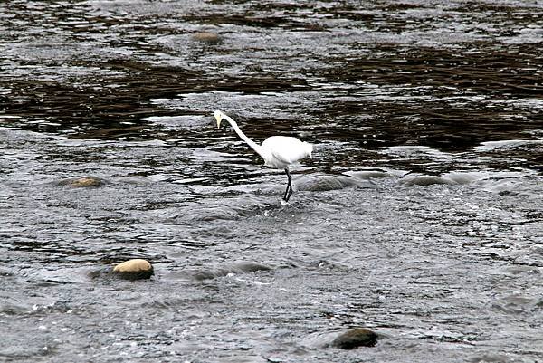 河邊鳥事-29.JPG