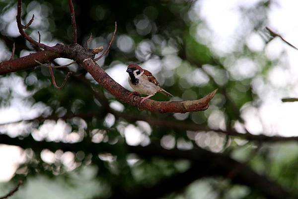 河邊鳥事-37.JPG