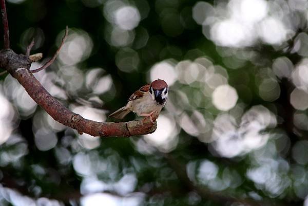 河邊鳥事-38.JPG