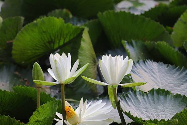 河濱公園賞蓮行-10.JPG