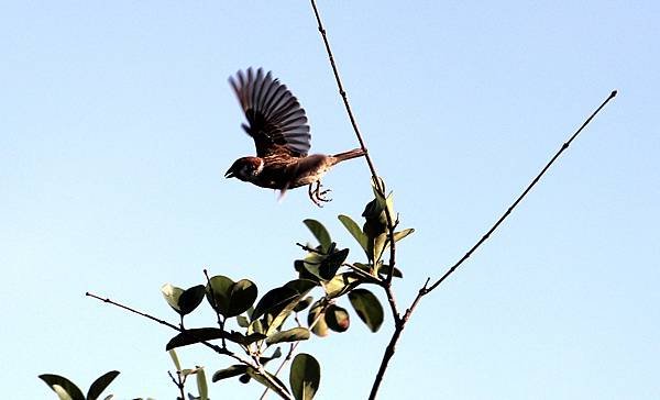 南崁溪畔鳥事-16.JPG