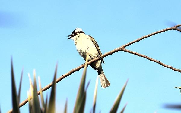 南崁溪畔鳥事-16-1.JPG