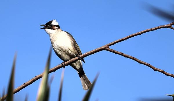 南崁溪畔鳥事-18.JPG