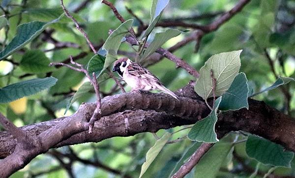 南崁溪畔鳥事-32.JPG