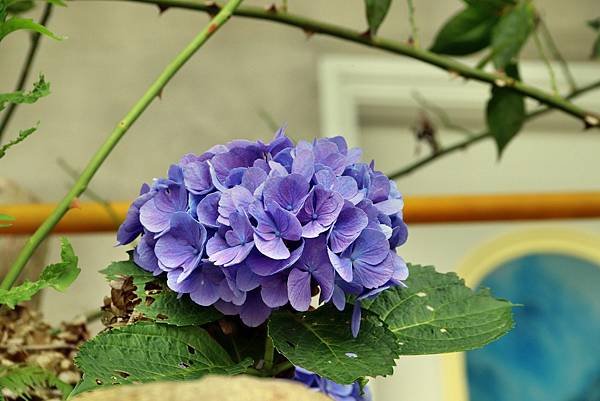雪霧鬧拈花惹草-7.JPG