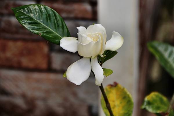 雪霧鬧拈花惹草-9.JPG