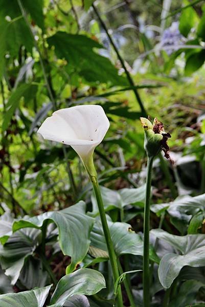 雪霧鬧拈花惹草-17-1.JPG