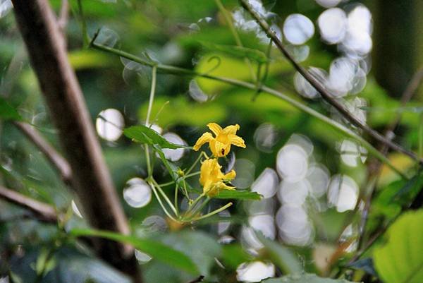 雪霧鬧拈花惹草-32.JPG
