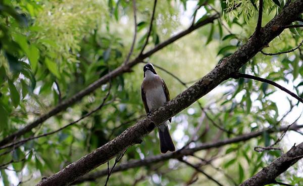 南崁溪畔鳥事-10.JPG