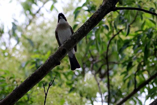 南崁溪畔鳥事-11.JPG