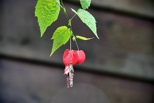 奮起湖拈花惹草.-11.JPG