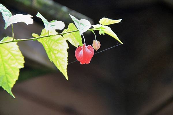 奮起湖拈花惹草.-10.JPG