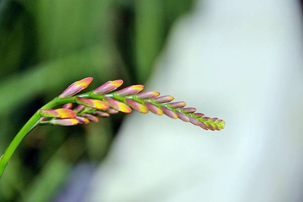 阿里山拈花惹草.JPG