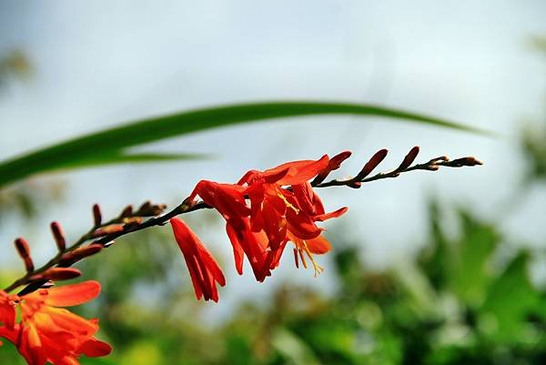 阿里山拈花惹草-17.JPG