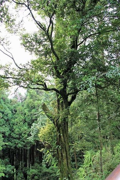 阿里山之旅-10.JPG