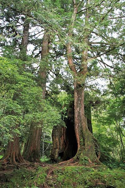 阿里山之旅-29.JPG