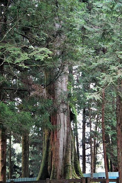 阿里山之旅-28.JPG