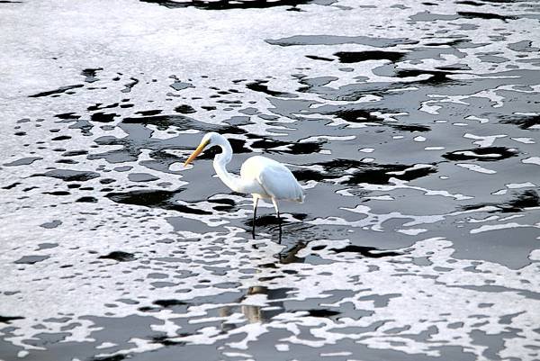 河濱公園鳥事-9.JPG