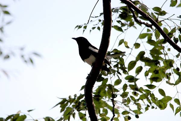 河濱公園鳥事-10.JPG