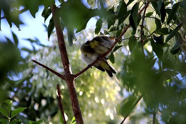 河濱公園鳥事-16.JPG