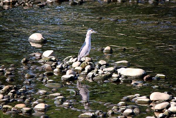 河濱公園鳥事-25.JPG