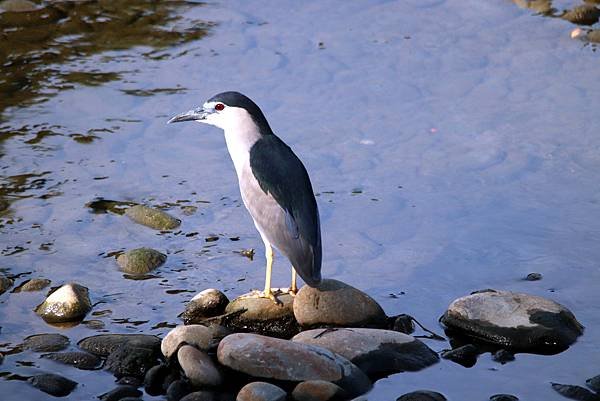 河濱公園鳥事-26.JPG