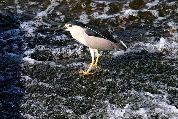 河濱公園鳥事-37.JPG