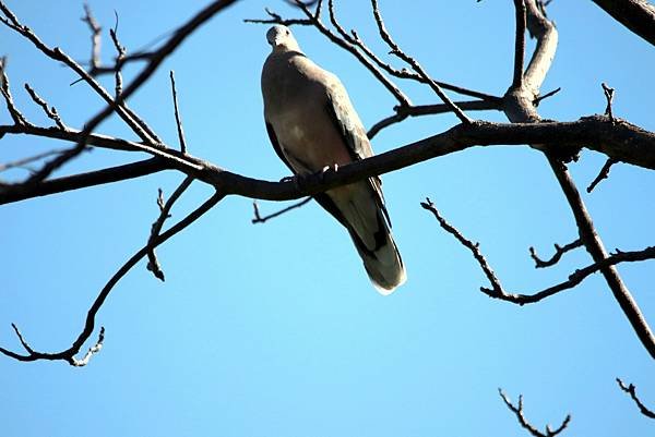 河濱公園鳥事-62.JPG