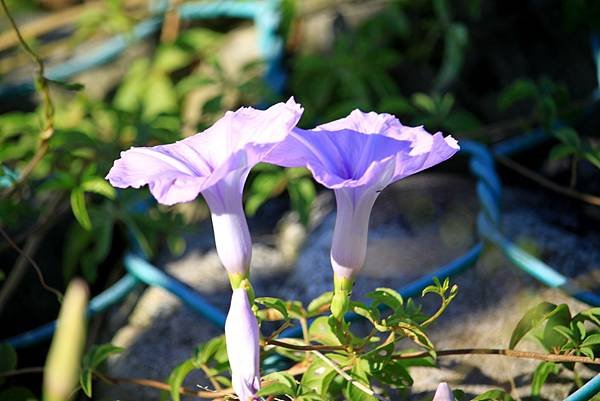 河濱公園拈花惹草-4-1.JPG