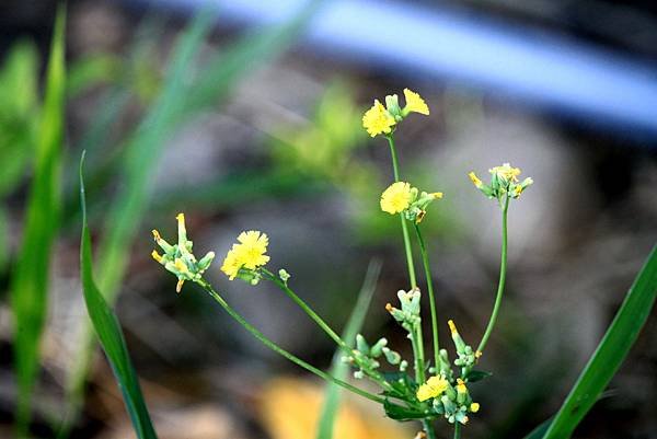 河濱公園拈花惹草-9.JPG