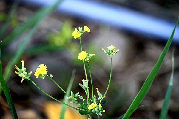 河濱公園拈花惹草-8.JPG