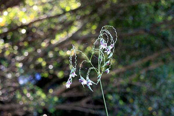 河濱公園拈花惹草-16.JPG