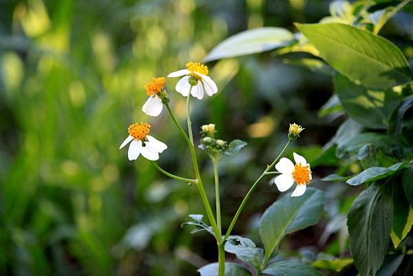 河濱公園拈花惹草-14.JPG